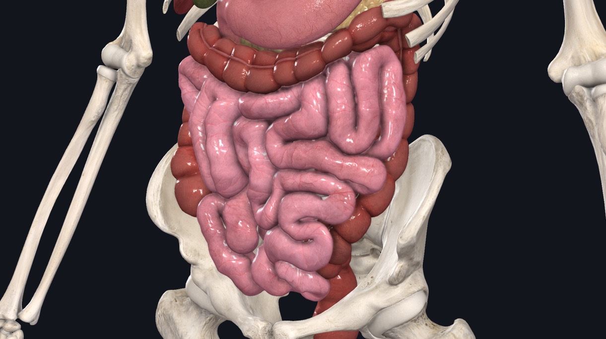 The digestive system including the stomach, small intestine and large intestine
