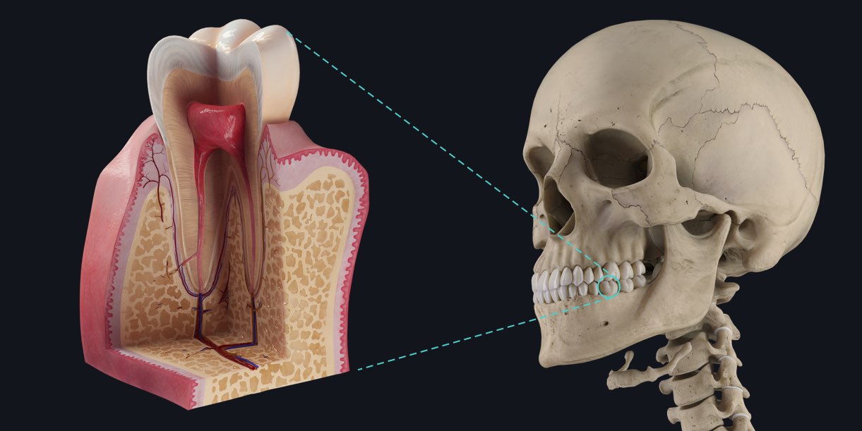 anatomy of teeth dental