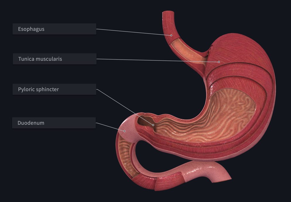 Structures of the stomach labelled in Complete Anatomy