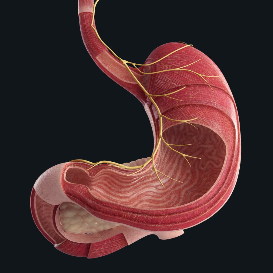 the-journey-of-food-in-the-stomach-anatomy-snippets-complete-anatomy