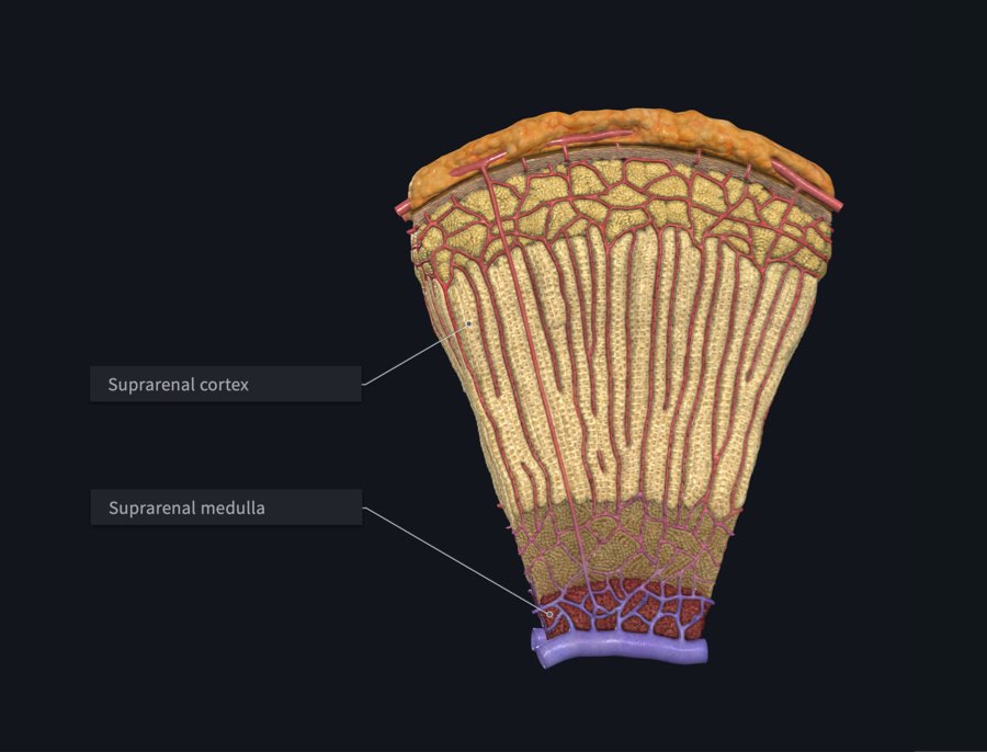 The two main parts of the suprarenal gland, labelled in Complete Anatomy