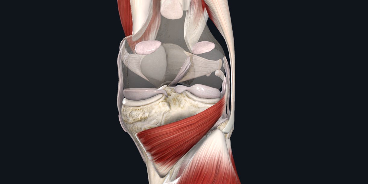 Knee anatomy showing structures of the unhappy triad of ACL injury