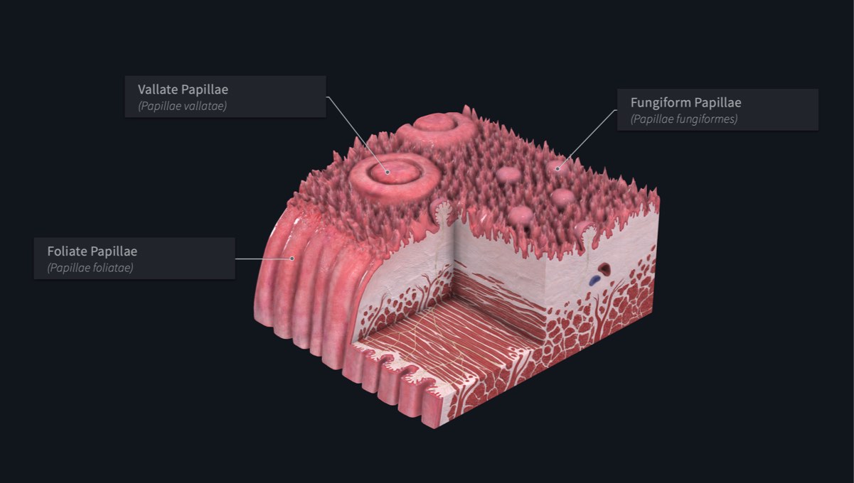 The main taste buds of the tongue, labelled in Complete Anatomy