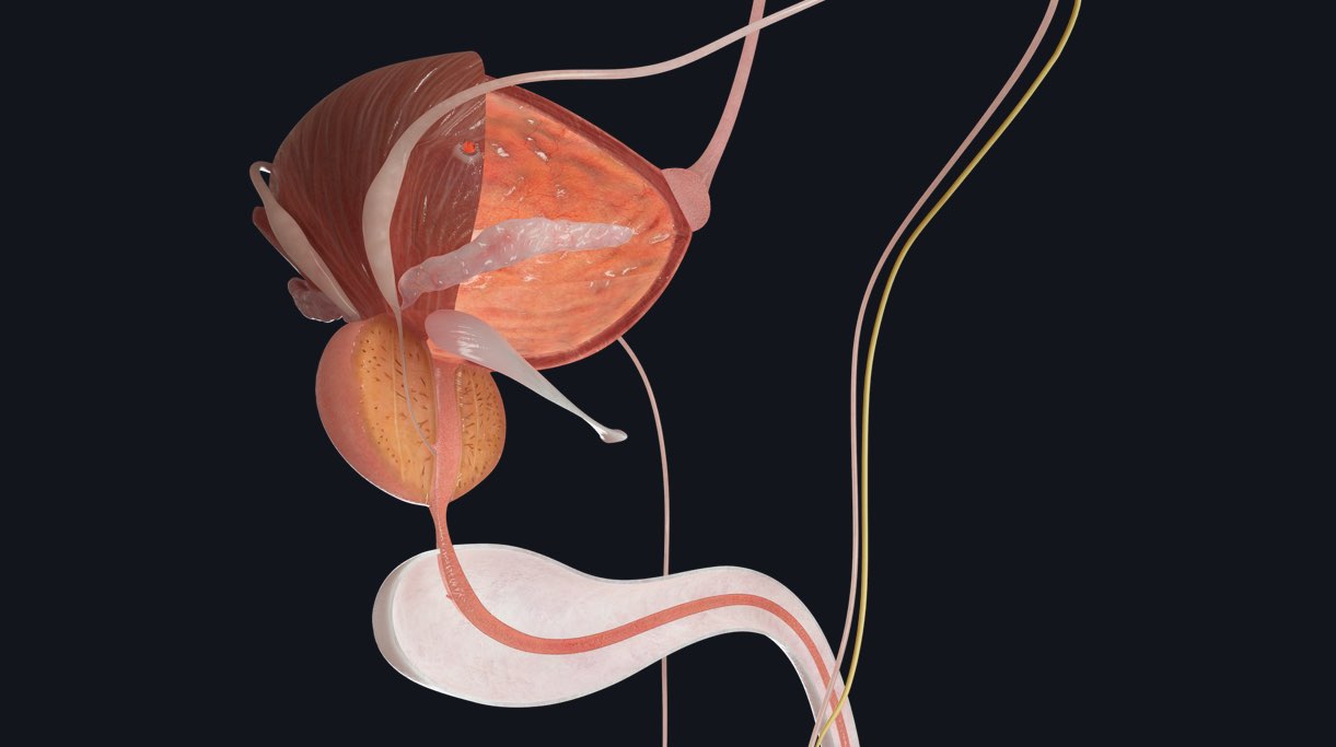 parts of urinary system