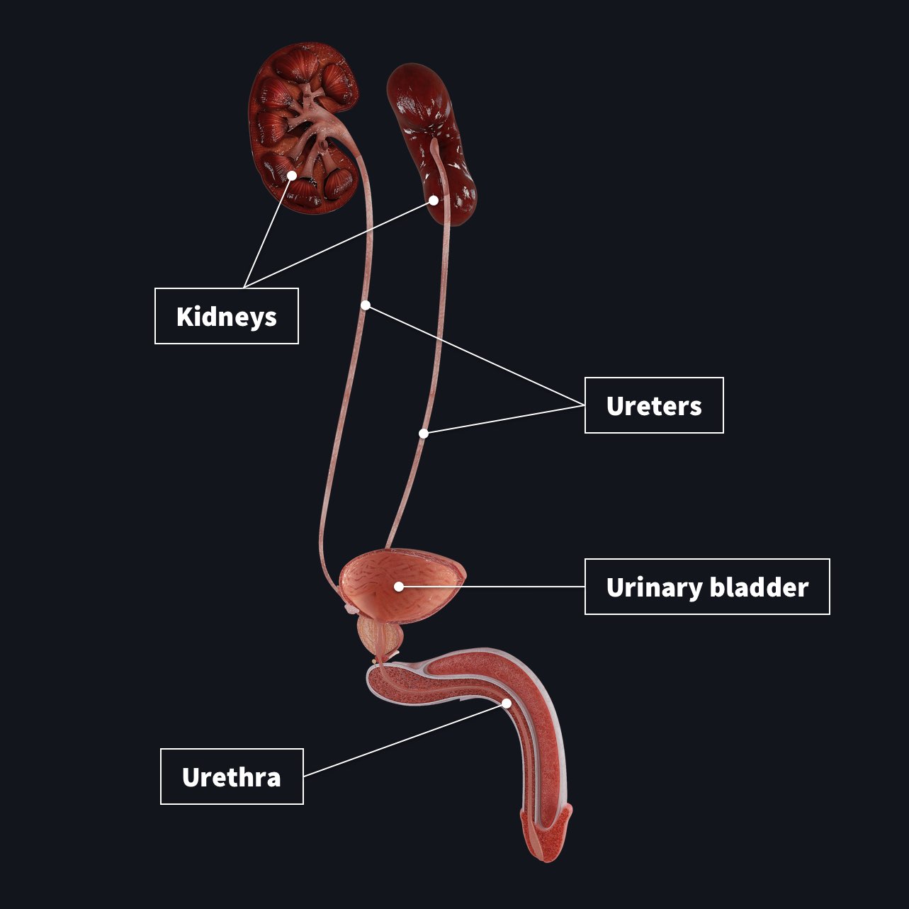 Detailed Anatomical Urinary System Model ssccreinadelapaz.edu.pe