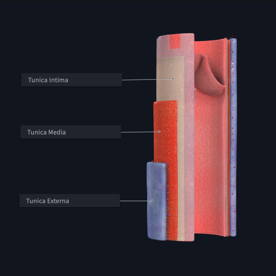 The vein microanatomy model, labelled in Complete Anatomy