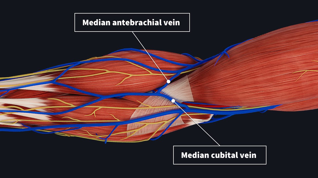 Anterior view of the arm with the median antebrachial vein and the median cubital vein labelled