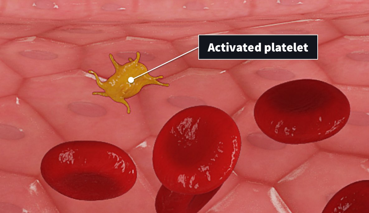 activated platelet