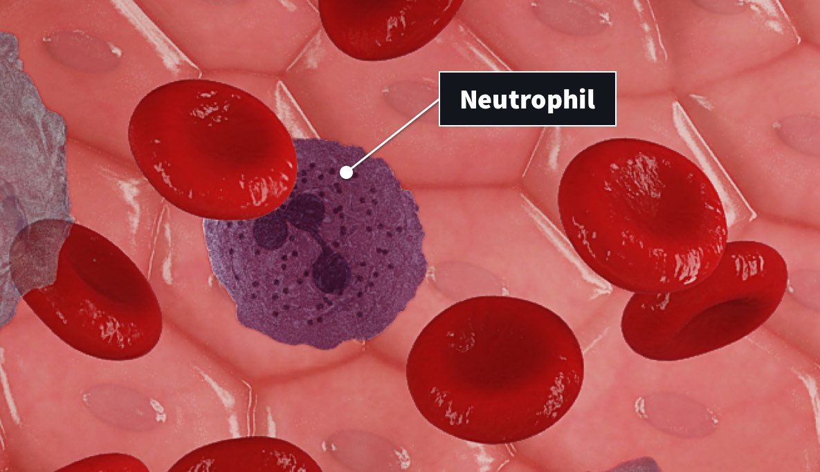neutrophils