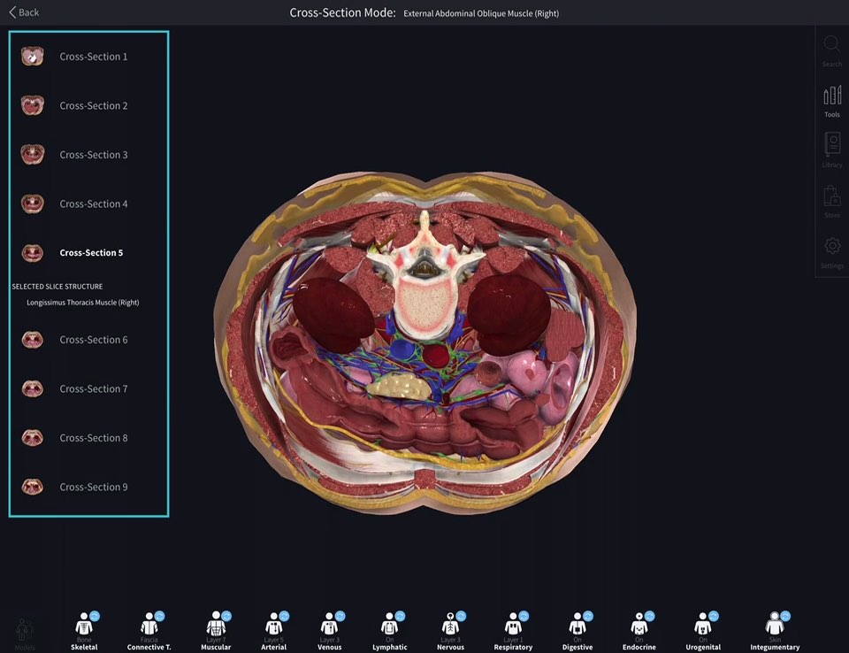 cervical anatomy cross section