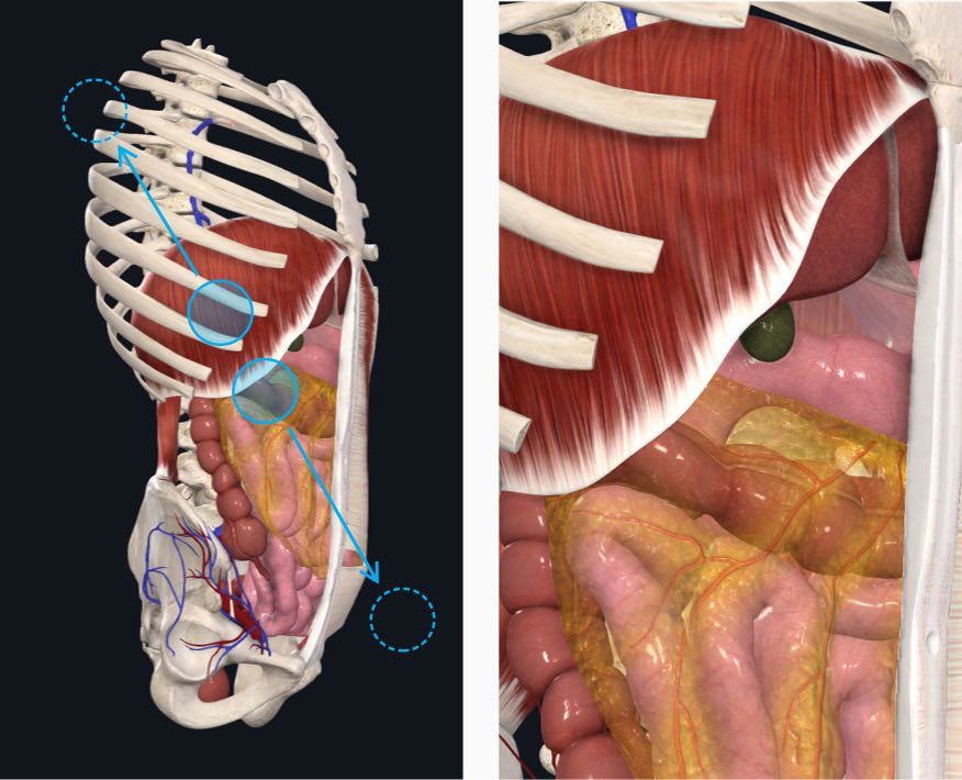 essential anatomy 3 zoomout