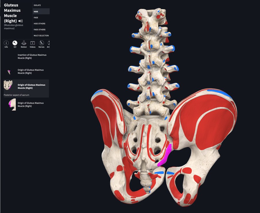 Module gratuit sur les muscles : points d'insertion, terminaison