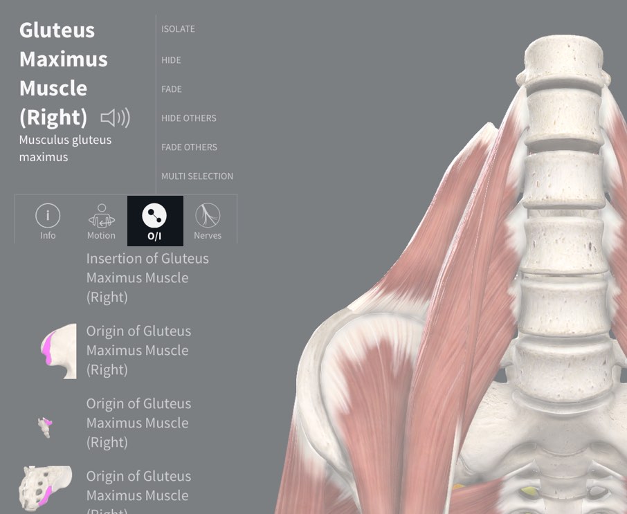 trapezius muscle origin and insertion