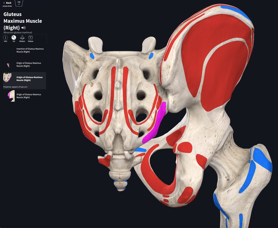 Muscle Origin Insertion Complete Anatomy