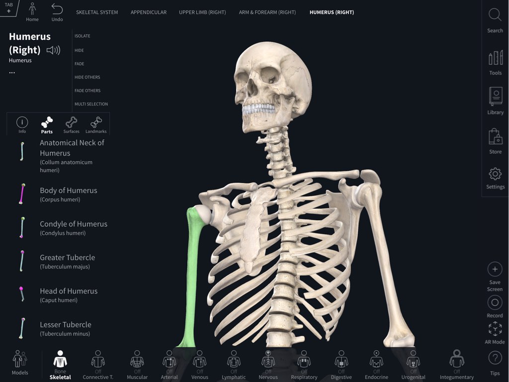 skeletal landmarks of the skull