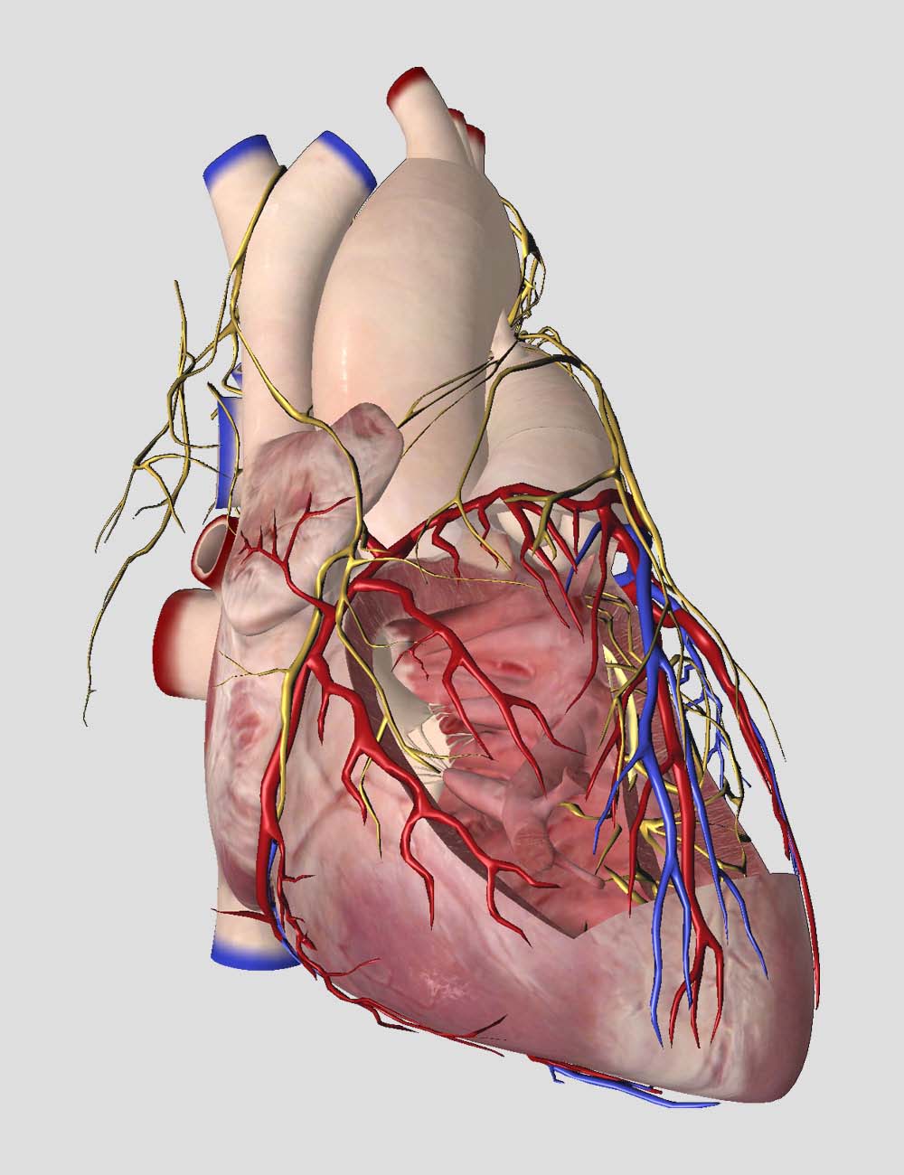 Essential Anatomy 5 3D4Medical