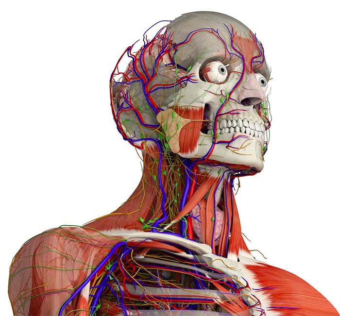 essential anatomy 3 for windows