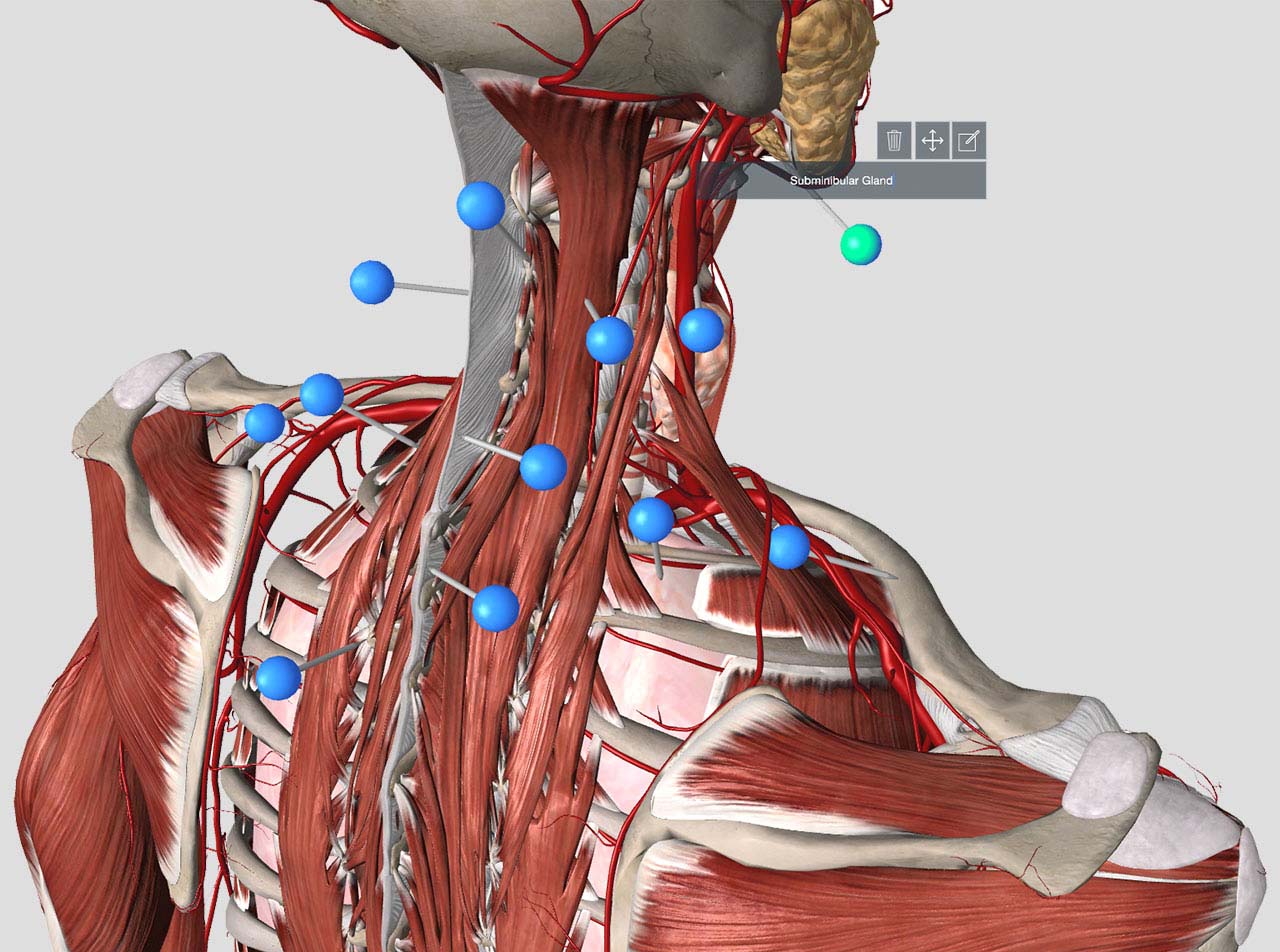 Anatomia Atlante 3D - Anatomy 3D Atlas - Microsoft Apps