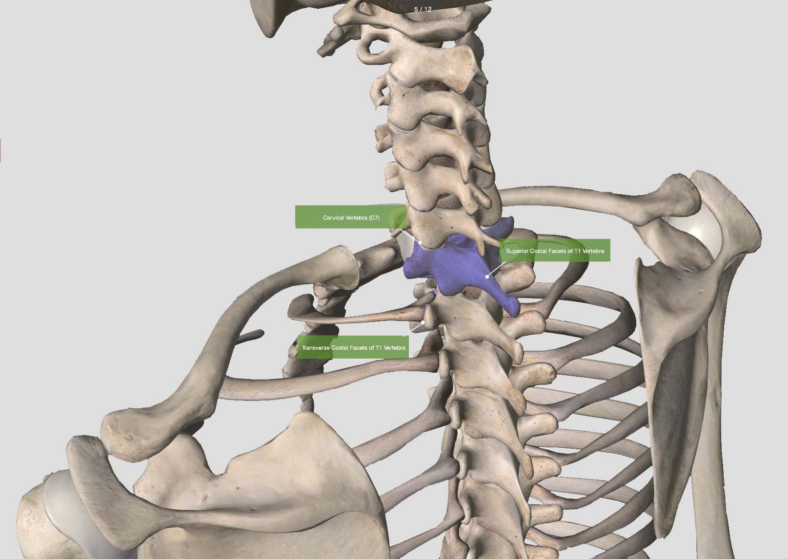 difference between essential anatomy 5 app for windows