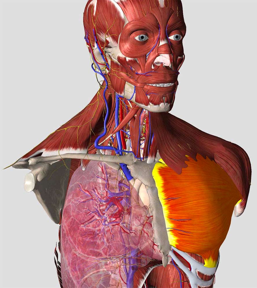 essential anatomy 3 apk full obb