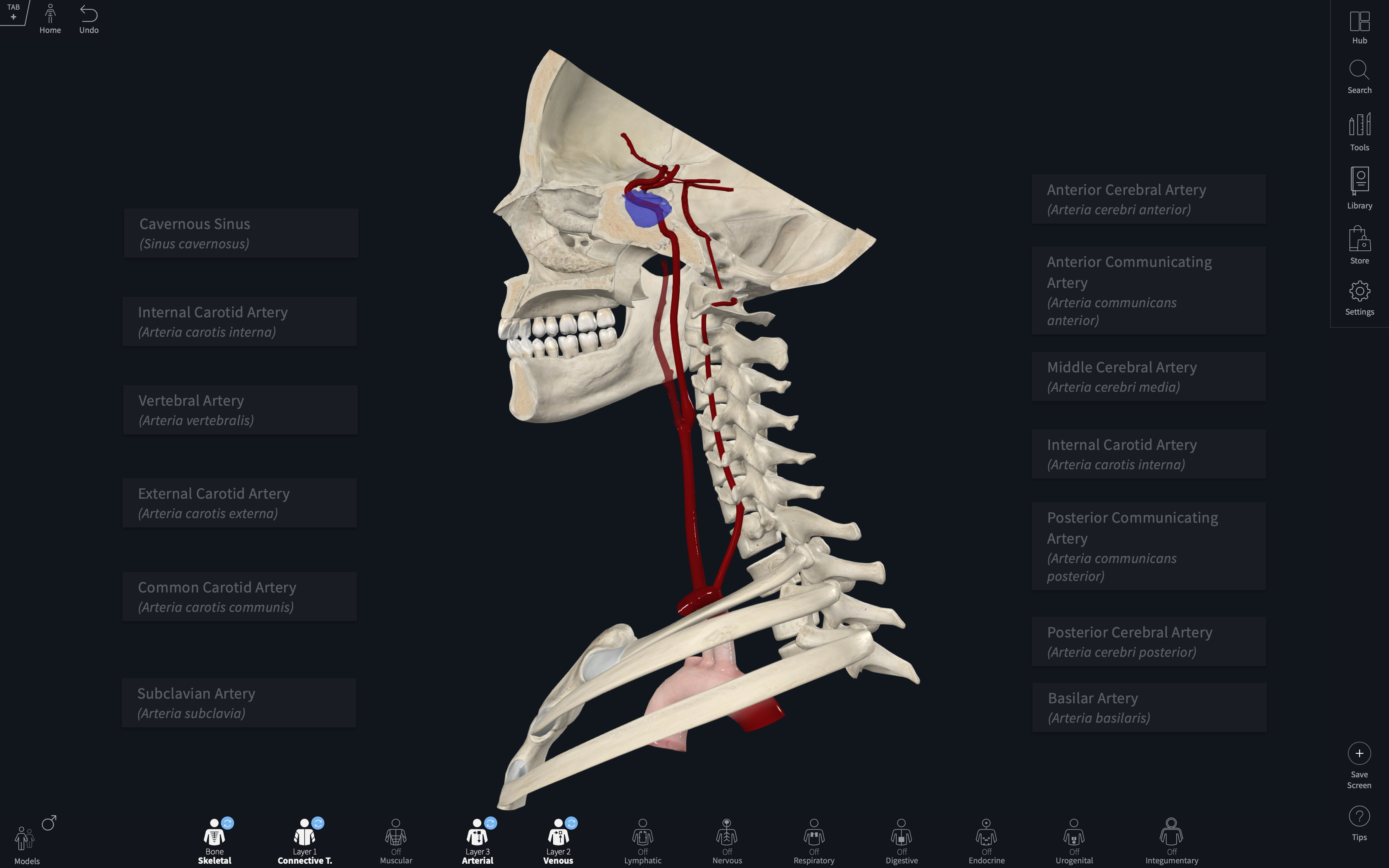 Male & Female Models | Complete Anatomy