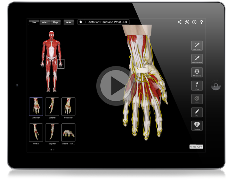 rotation anatomy hand