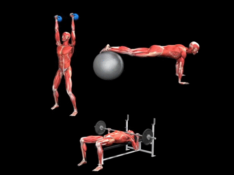 iMuscle 2 - 3D4Medical