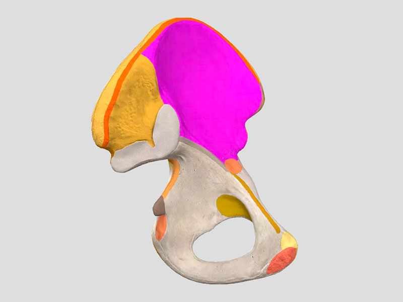 Anatomy Quiz 2