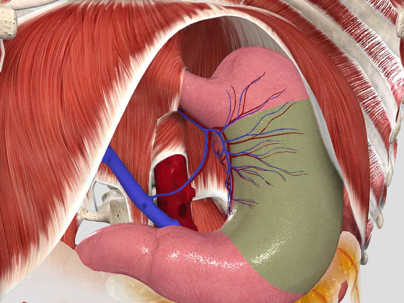 Anatomy Quiz 3