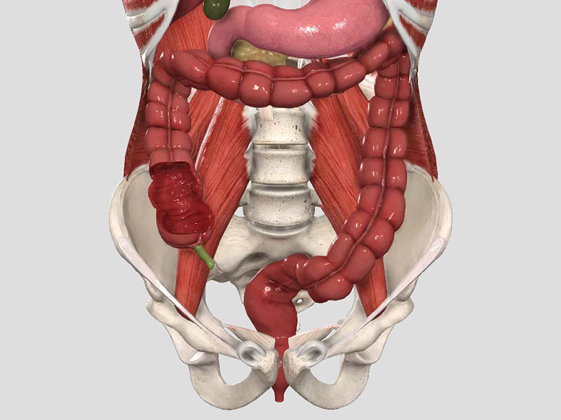 Anatomy Quiz 3