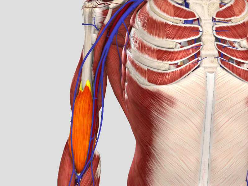 Anatomy Quiz 4