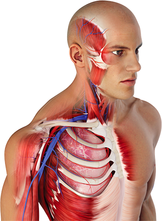 Anatomical atlas