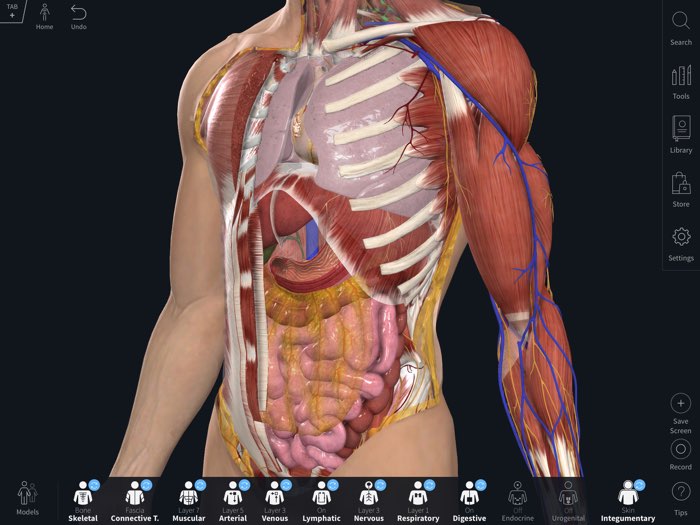 essential anatomy spanish