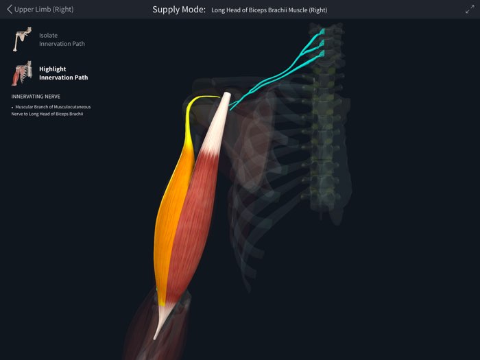 essential anatomy spanish