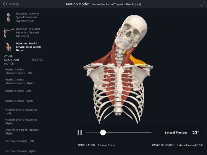 muscle motion