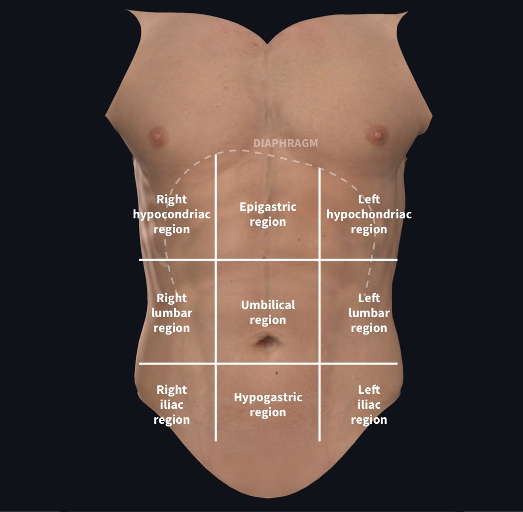 regions of abdomen