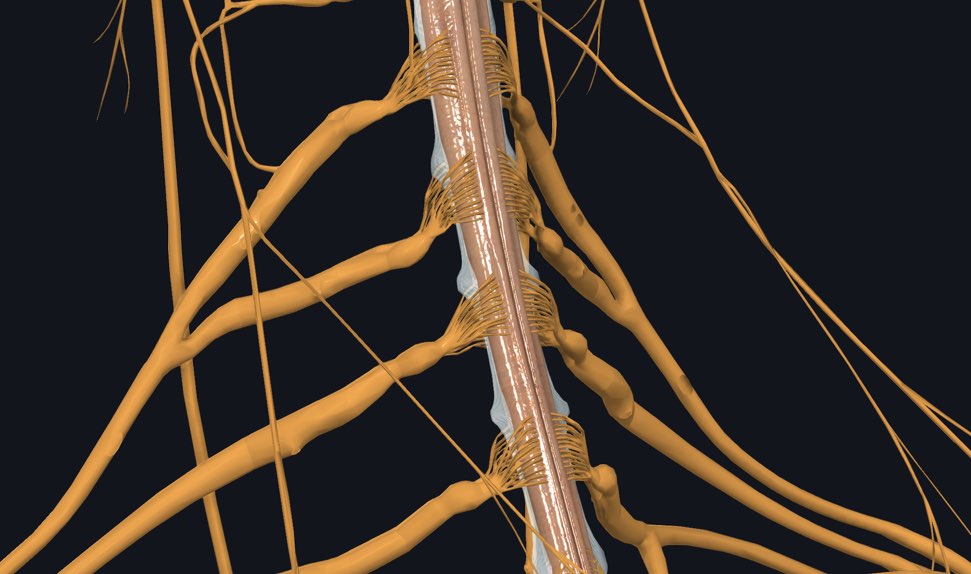 spinal cord nerves model