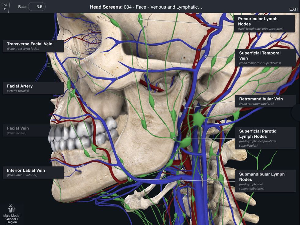 Anatomy Anatomy