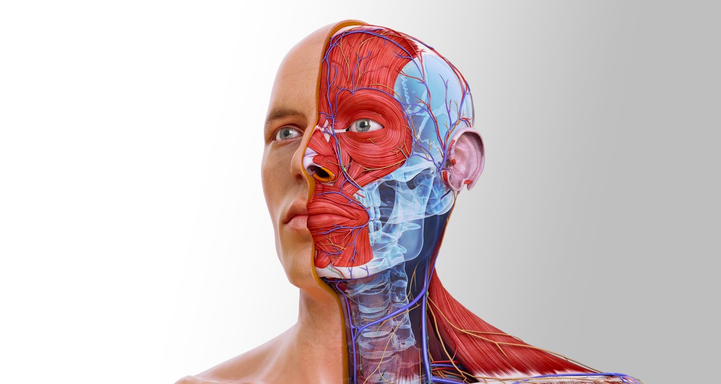 Launch of Complete Anatomy 2022: Gray’s inspired 3D Anatomy Atlas screens & dissection course, 3D gross model updates and more