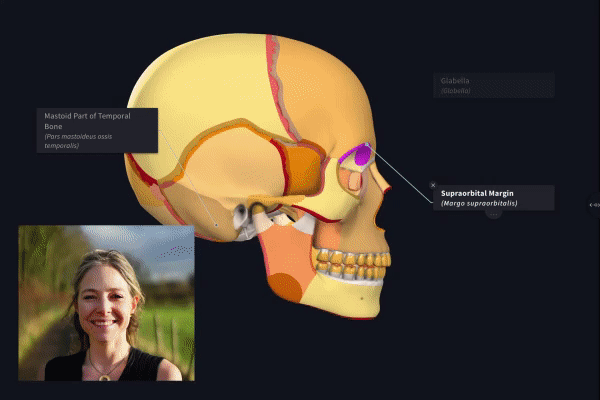 Snippet from the “Female Anatomy with Professor Alice Roberts” course in Complete Anatomy showing the parts, surfaces and landmarks of the skull