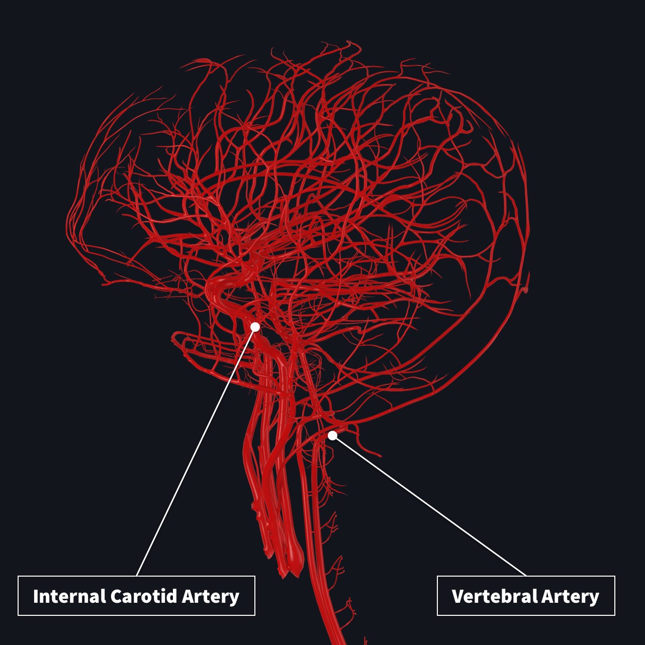 Blood Supply To The Brain Diagram