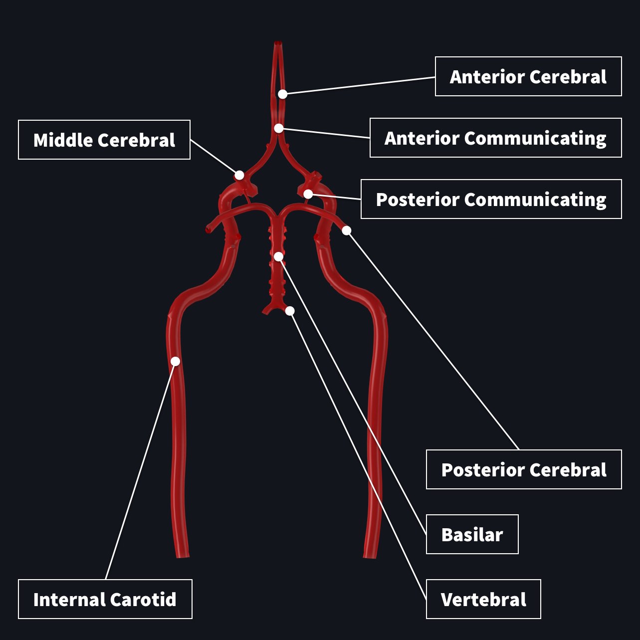 The circle of willis with structures labelled
