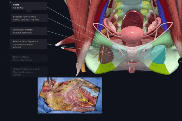 Guided Dissection: The Pelvis 