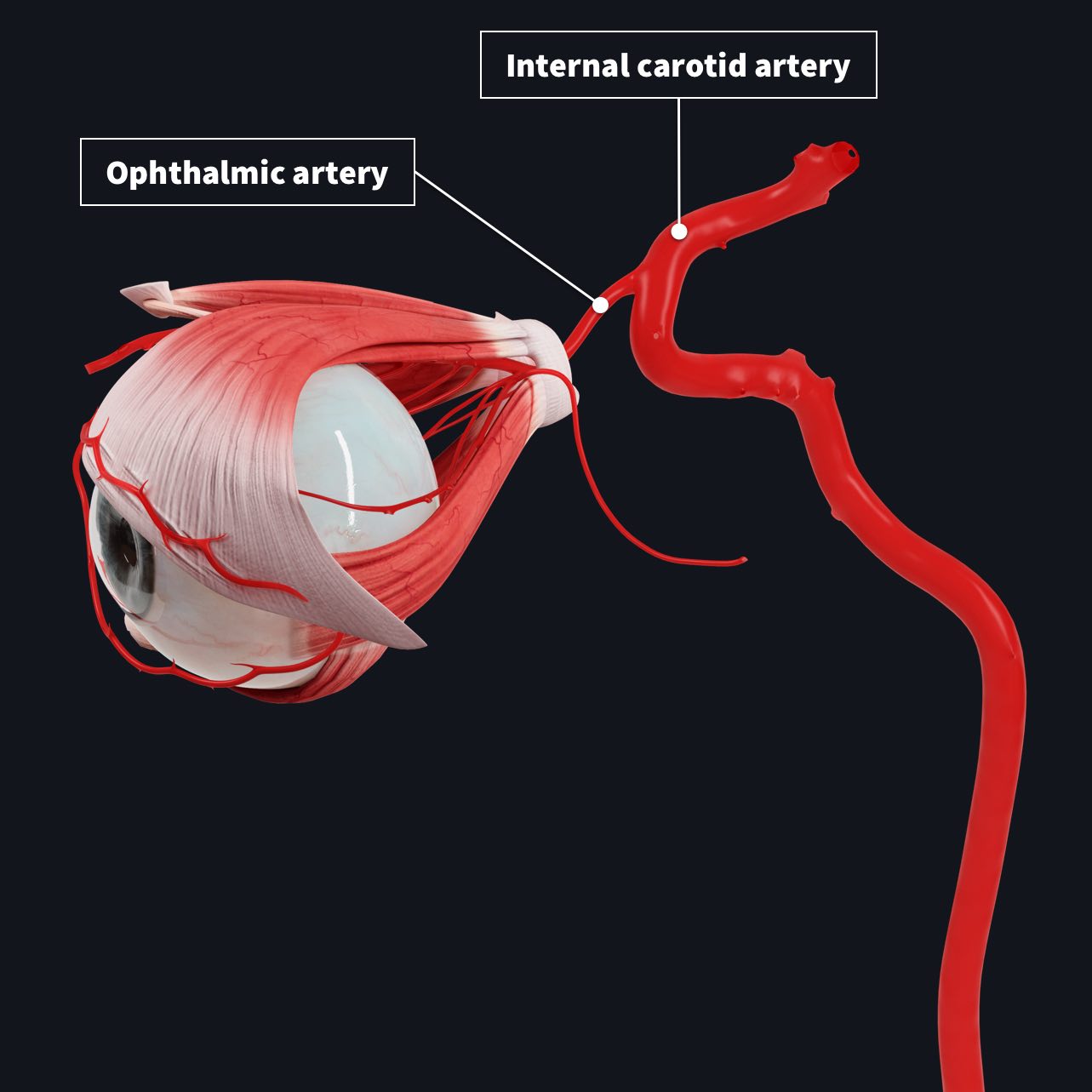 Vasculature of the eye | Complete Anatomy