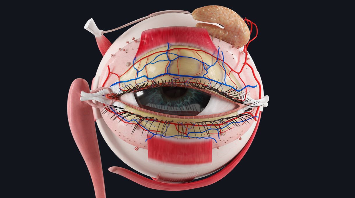 Vasculature of the eye