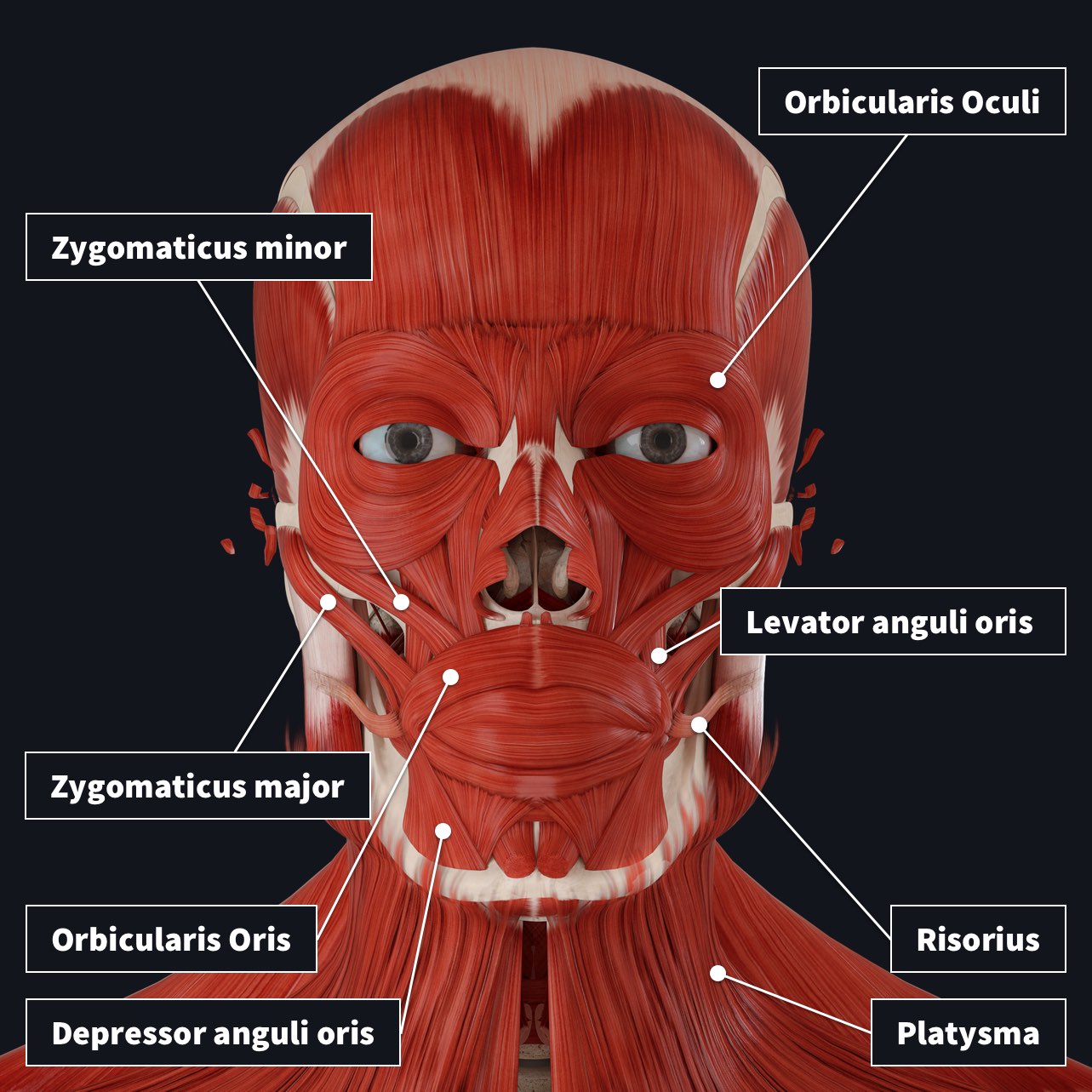 anatomy facial muscle nerve