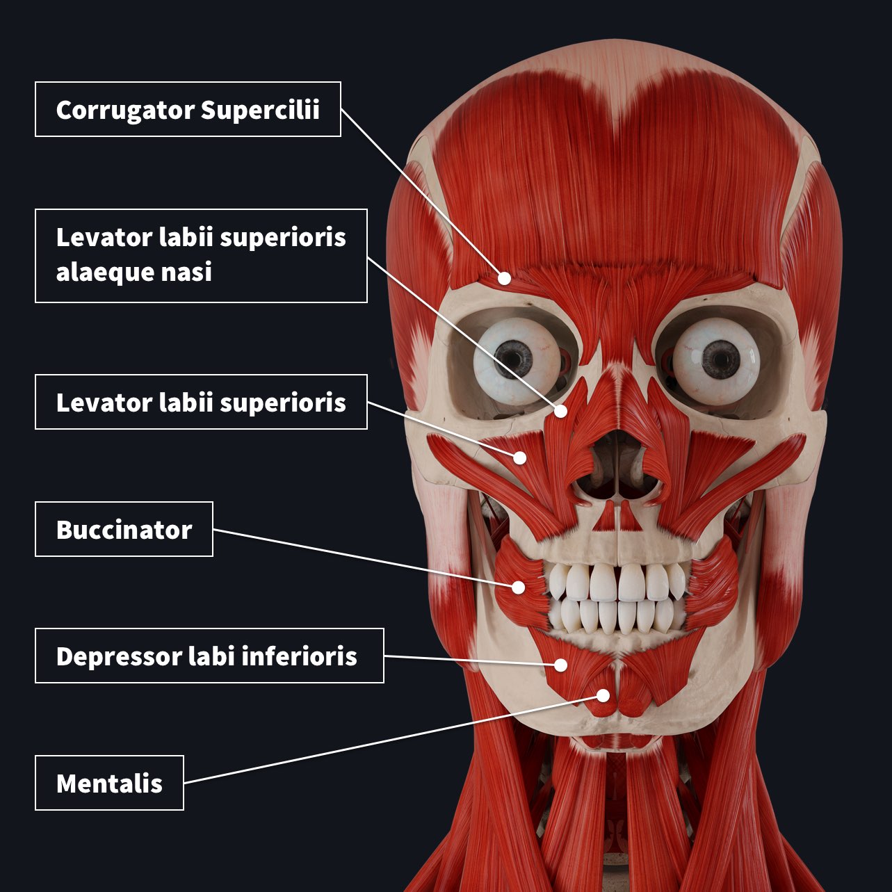 Anatomy Facial Muscle Nerve