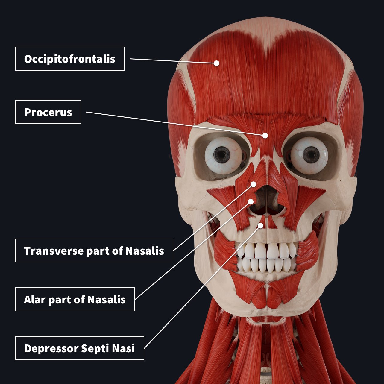 Parts Of The Face Diagram