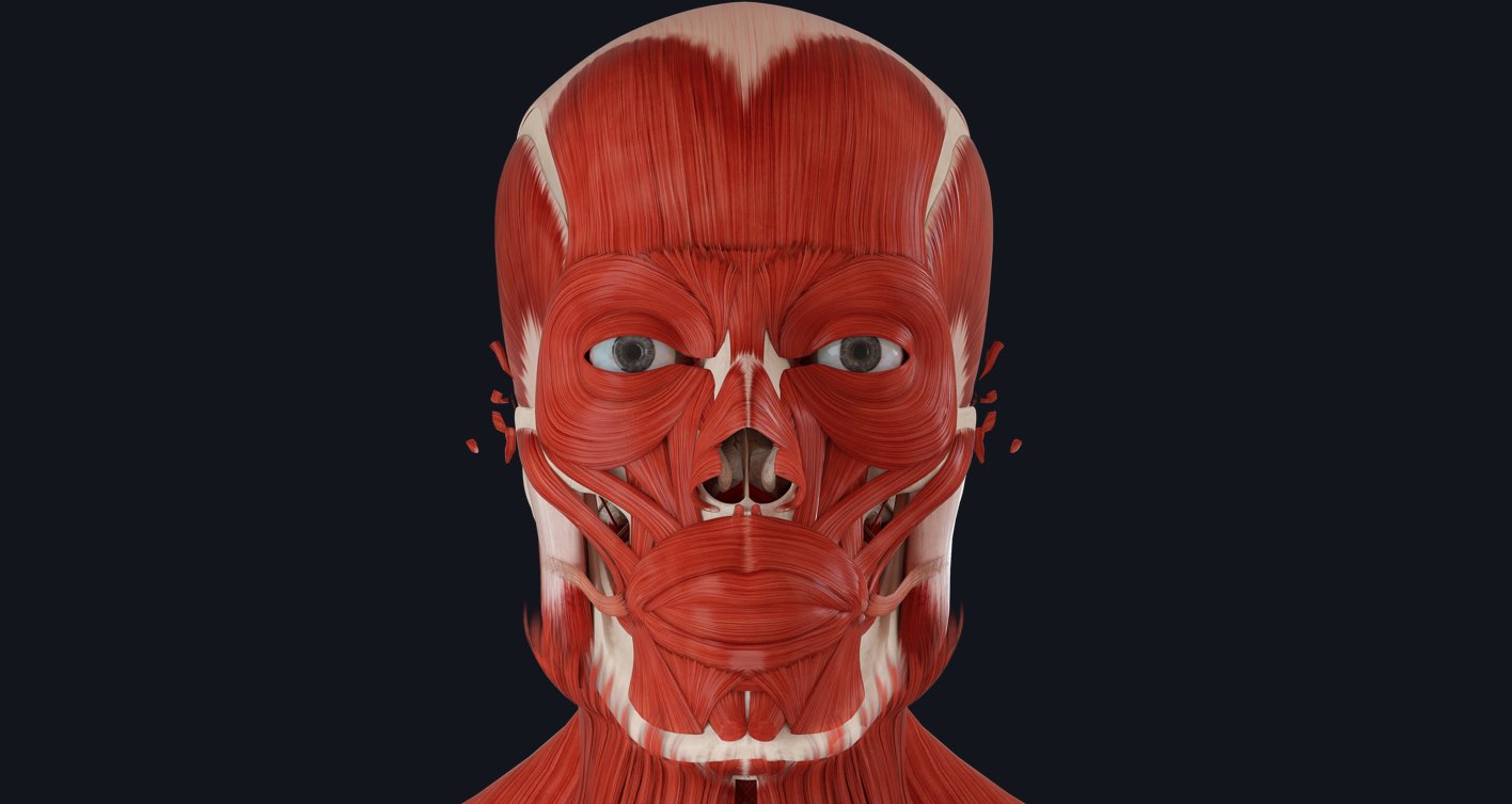 anatomy facial muscle nerve