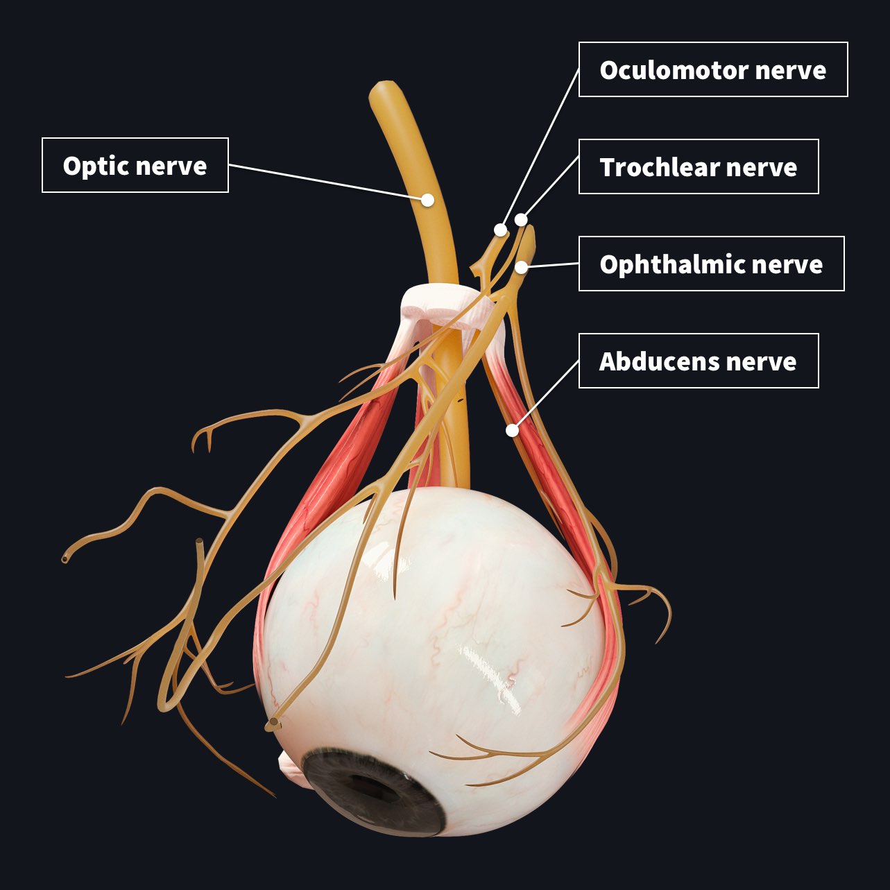 eyeball optic nerve